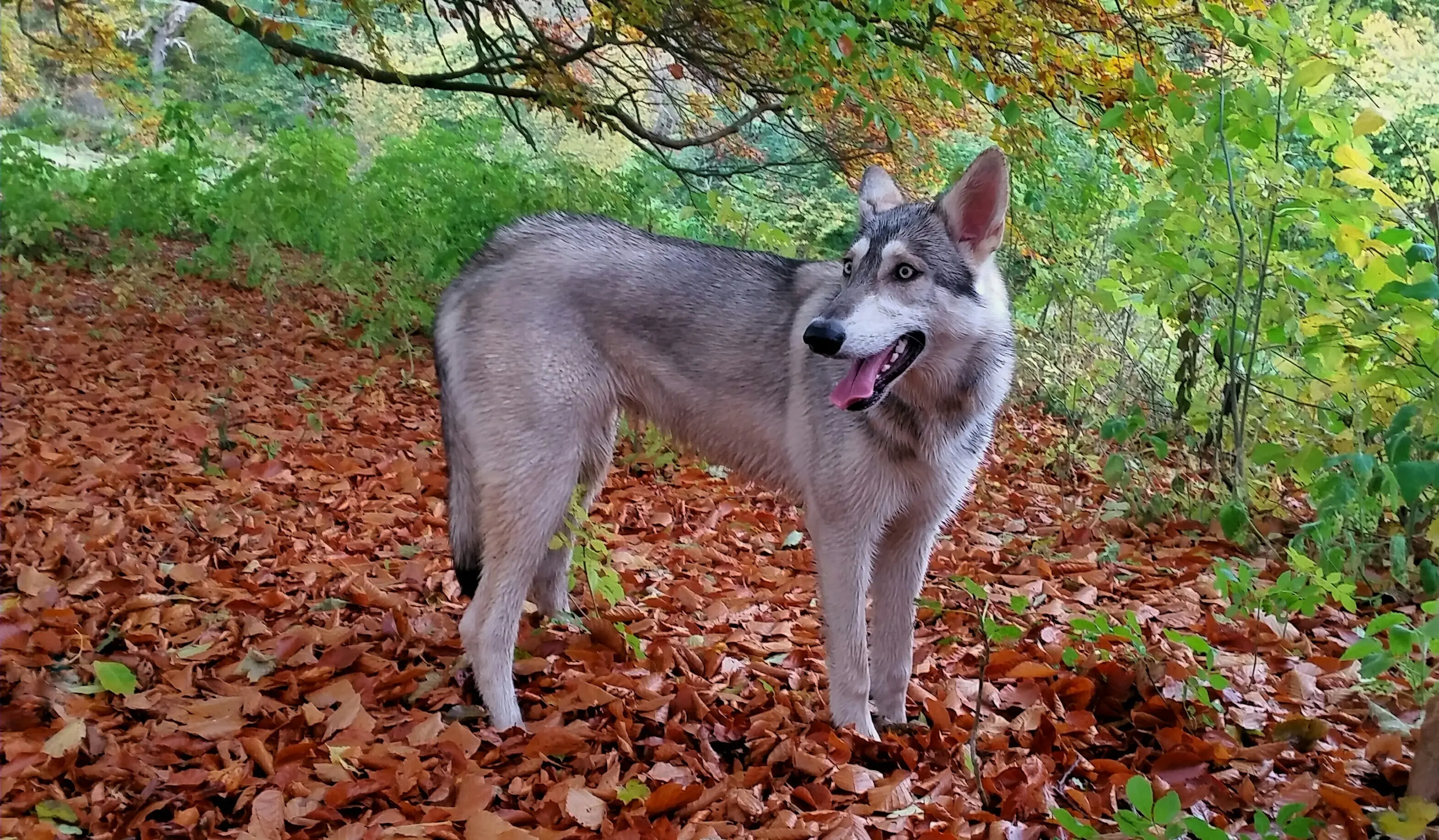foto Perro Inuit del Norte Híbrido