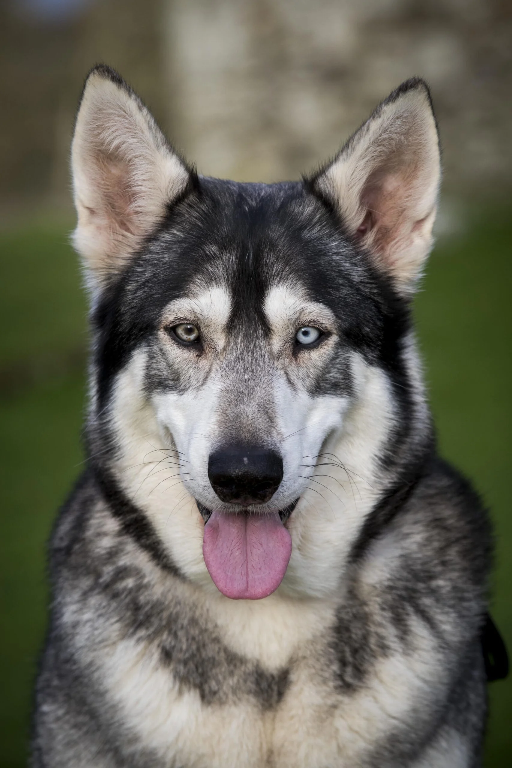 foto Perro Inuit del Norte Híbrido