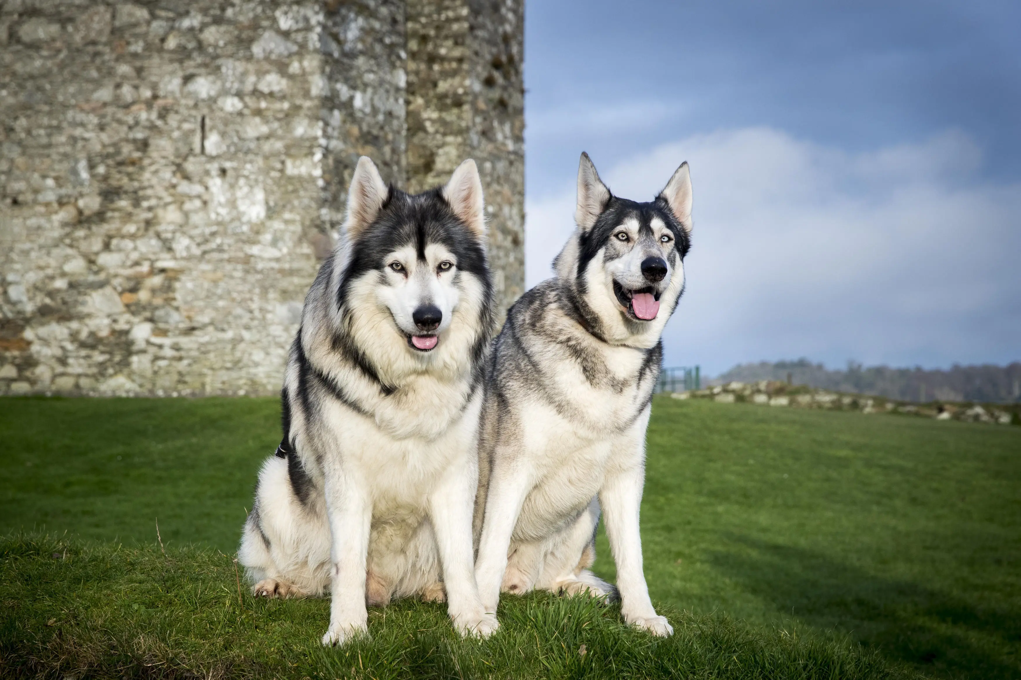 foto Perro Inuit del Norte Híbrido