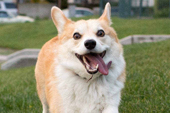 foto Perro de raza Corgi Galés de Cardigan