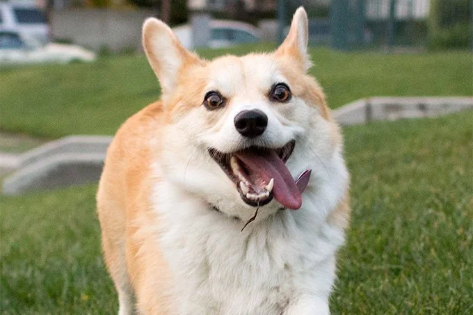 foto Perro de raza Corgi Galés de Cardigan