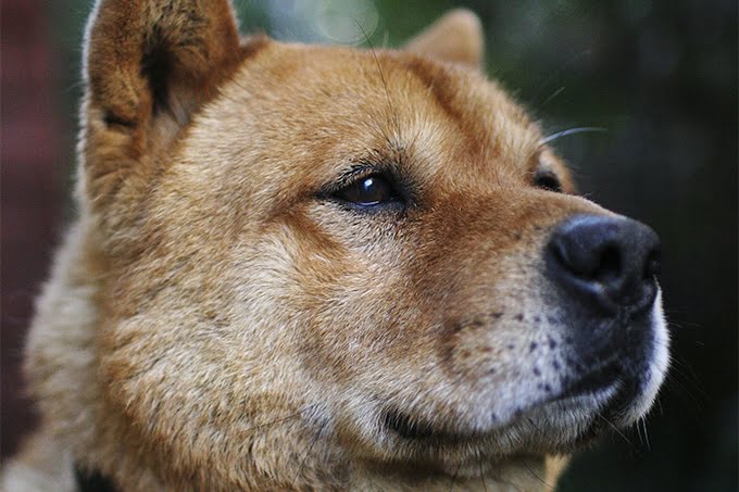 foto Perro Jindo Coreano