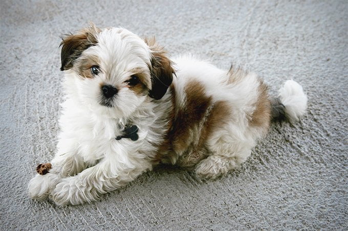 foto Perro Maltés Shih Tzu