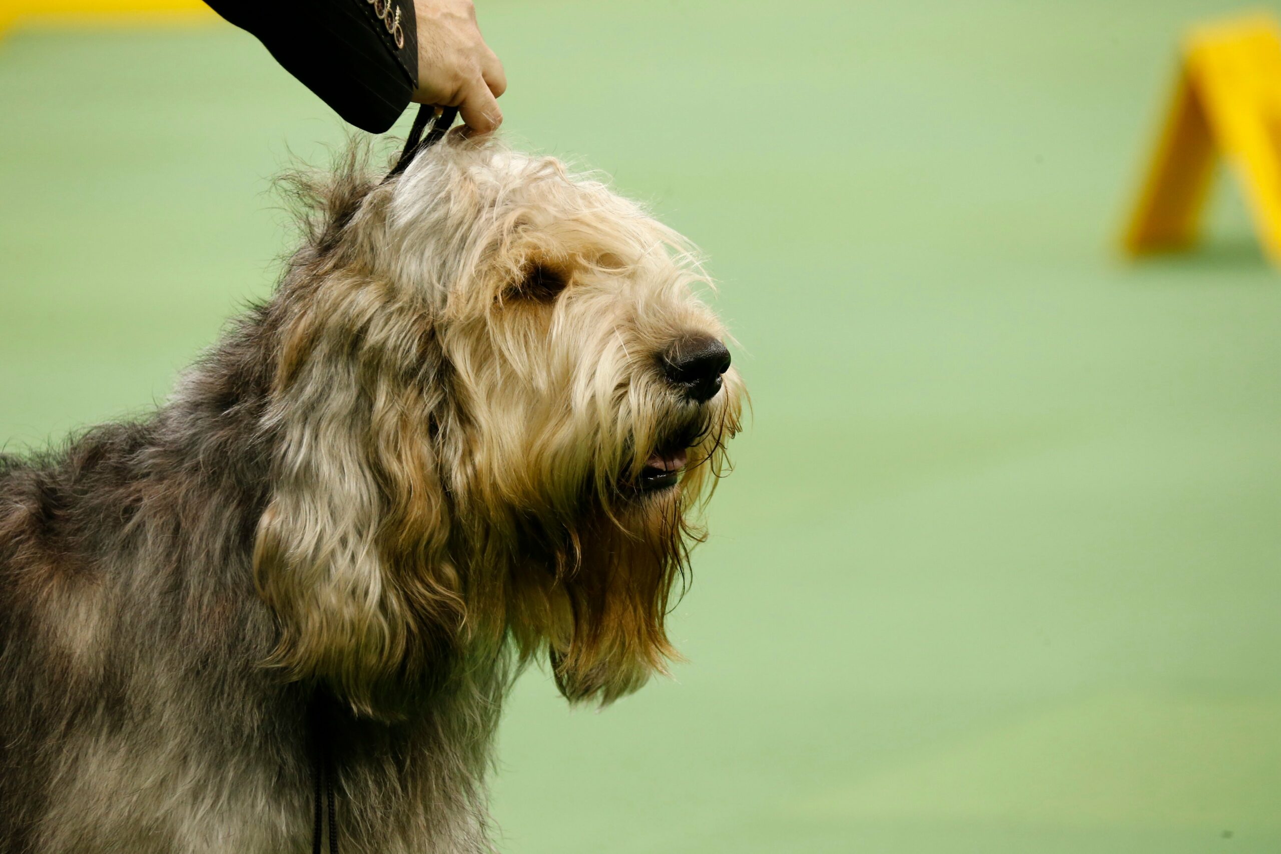 foto Perro Otterhound