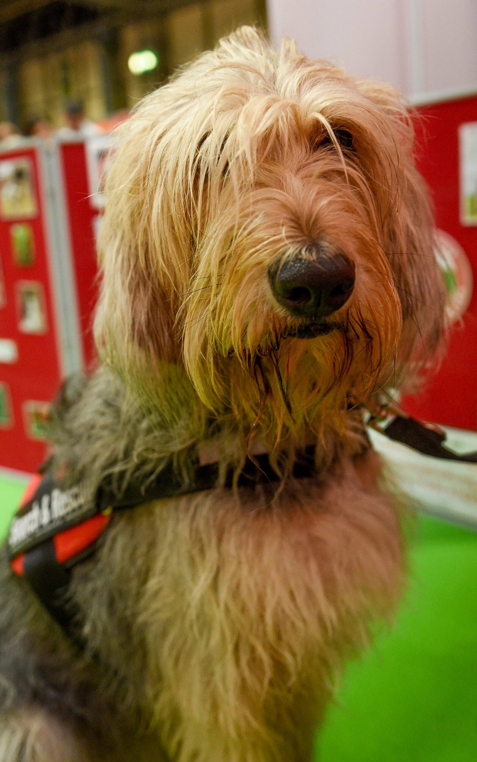 foto Perro Otterhound