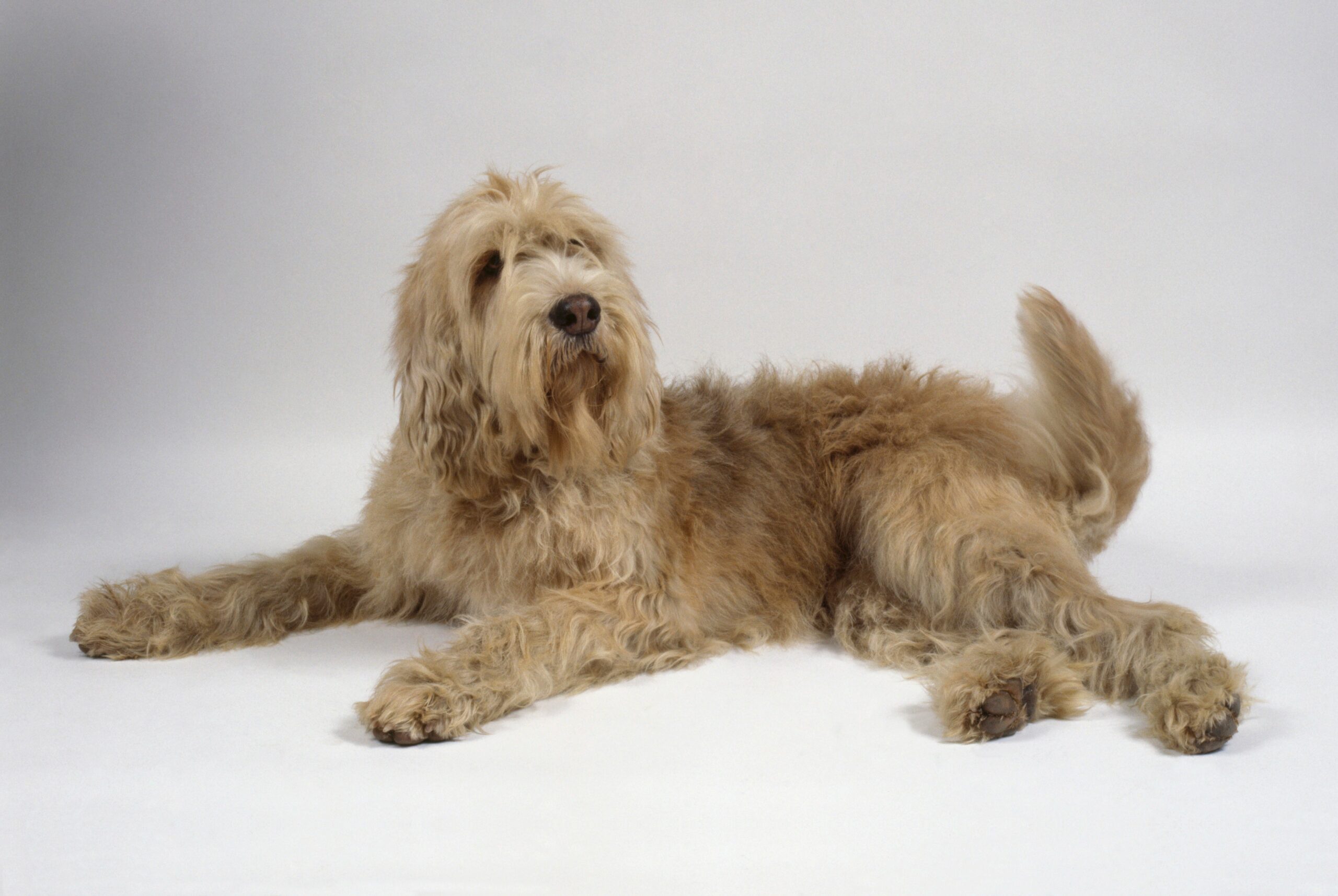 foto Perro Otterhound