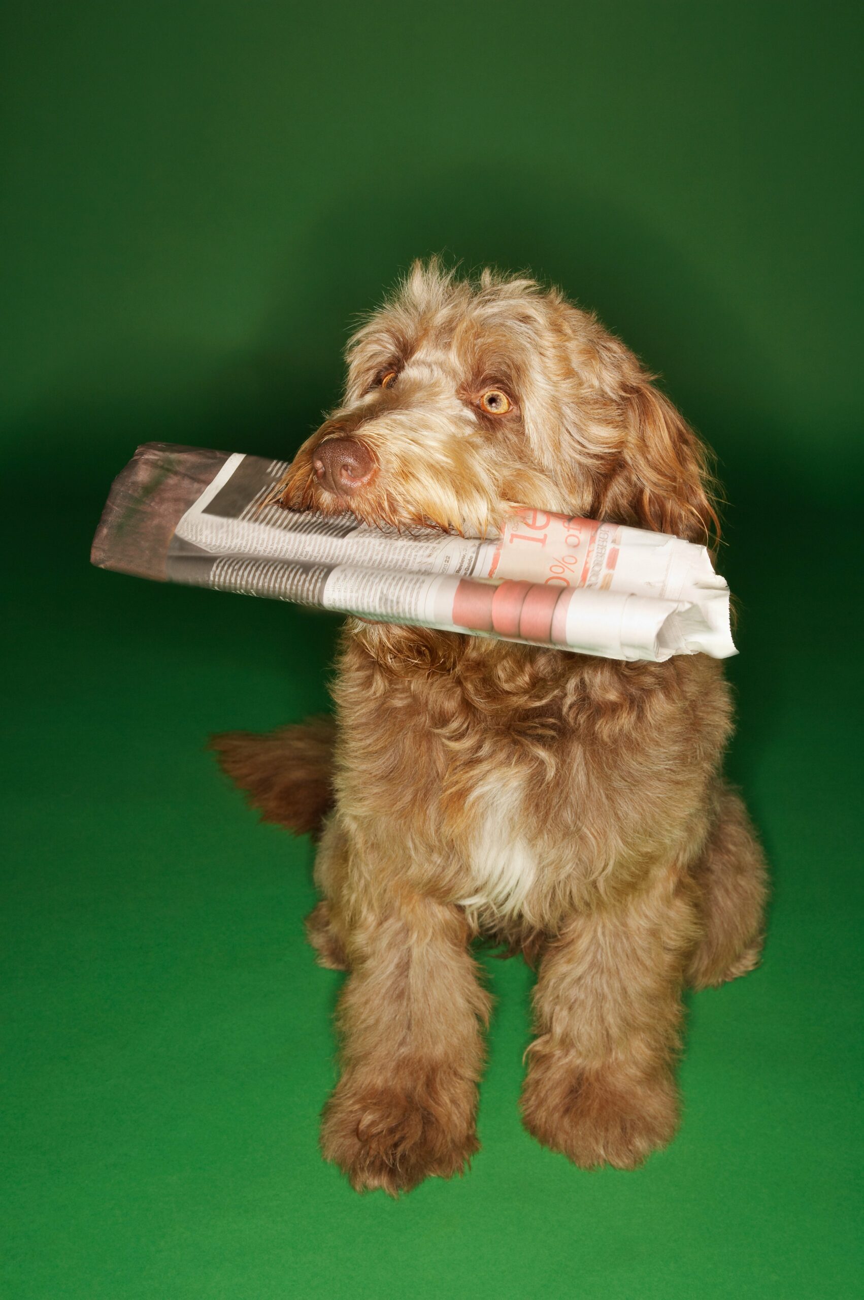 foto Perro Otterhound