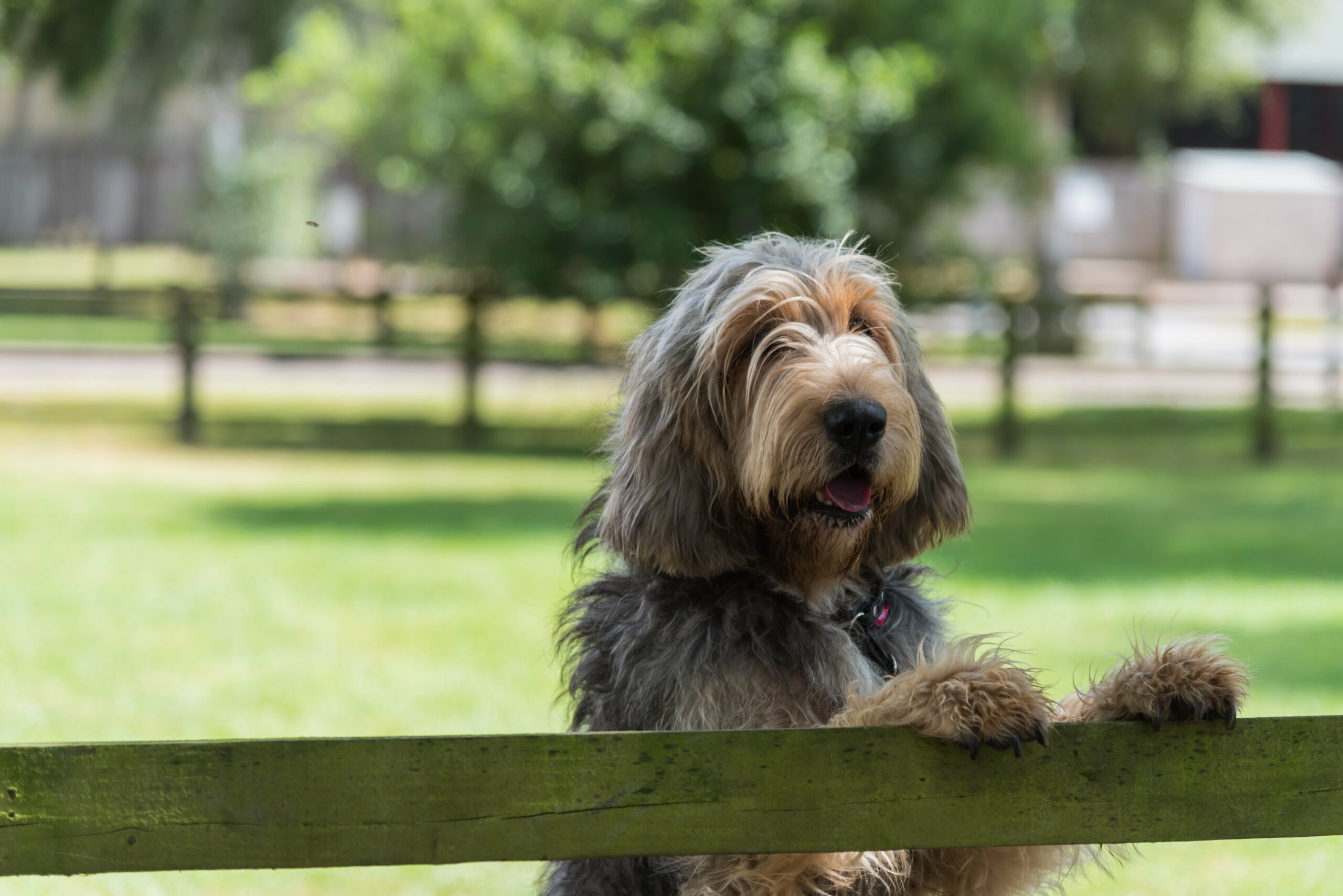 foto Perro Otterhound