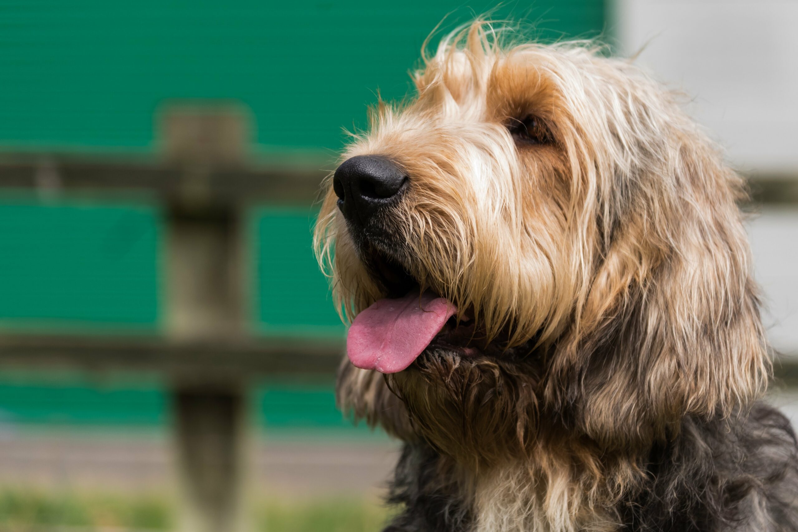 foto Perro Otterhound