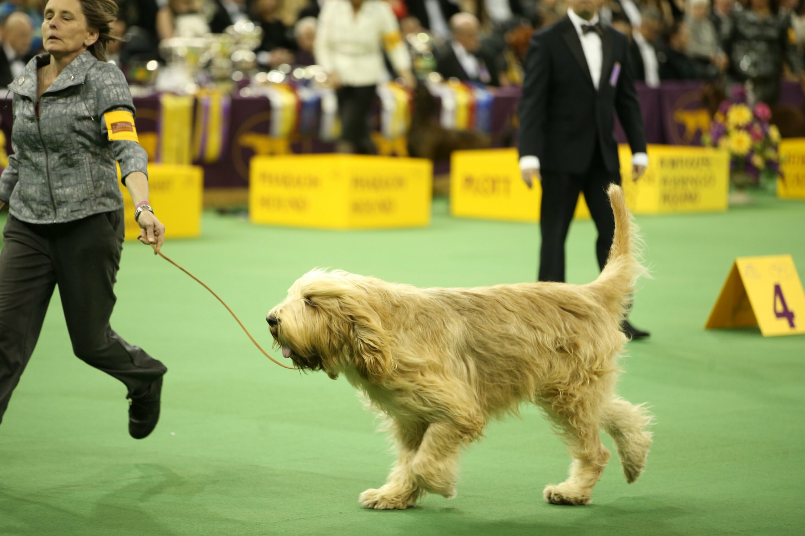 foto Perro Otterhound