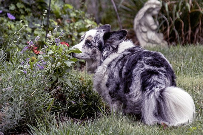 foto Perro de raza Corgi Galés de Cardigan