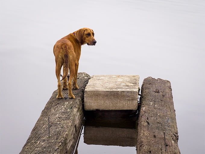 foto Perro Redbone Coonhound