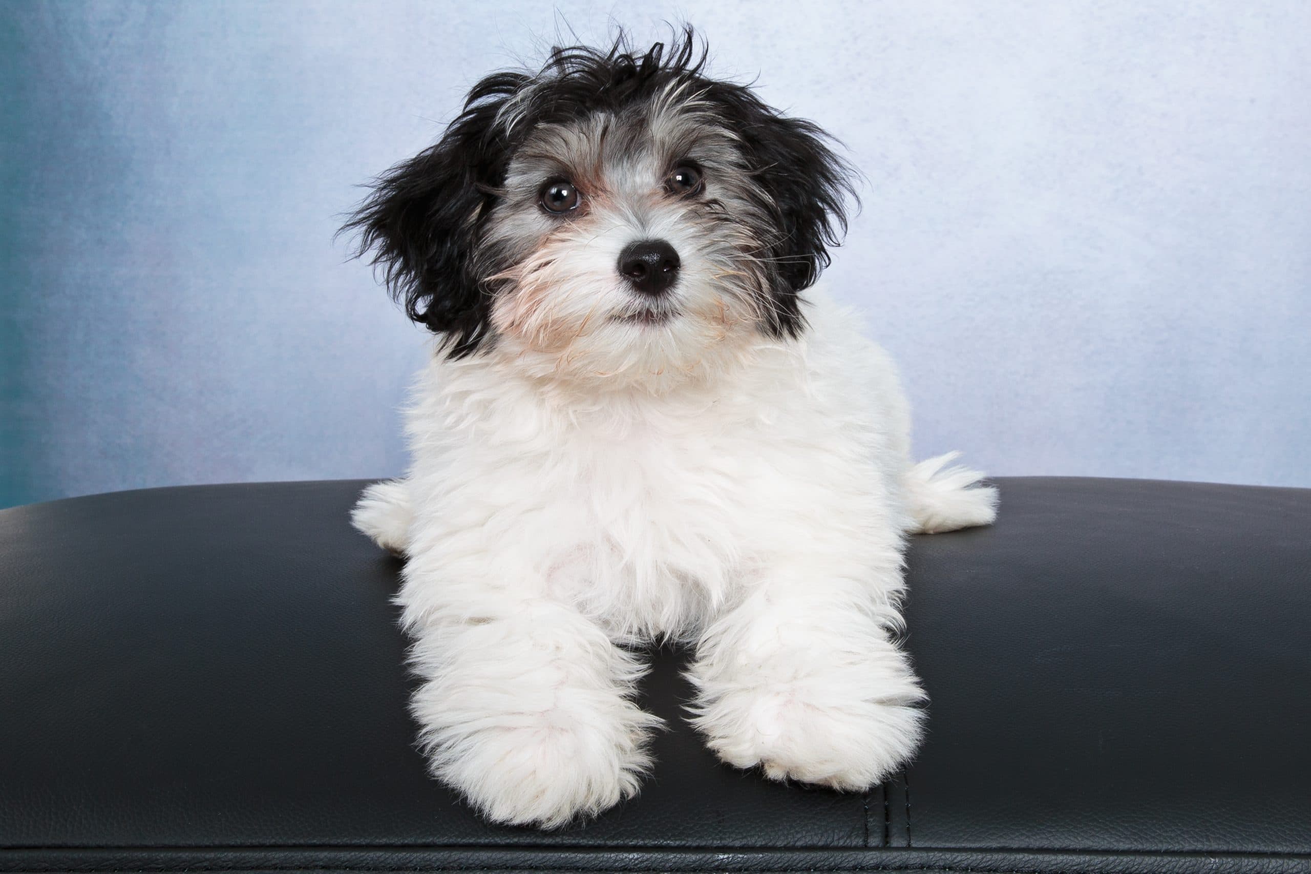 foto Perro de raza Papipoo