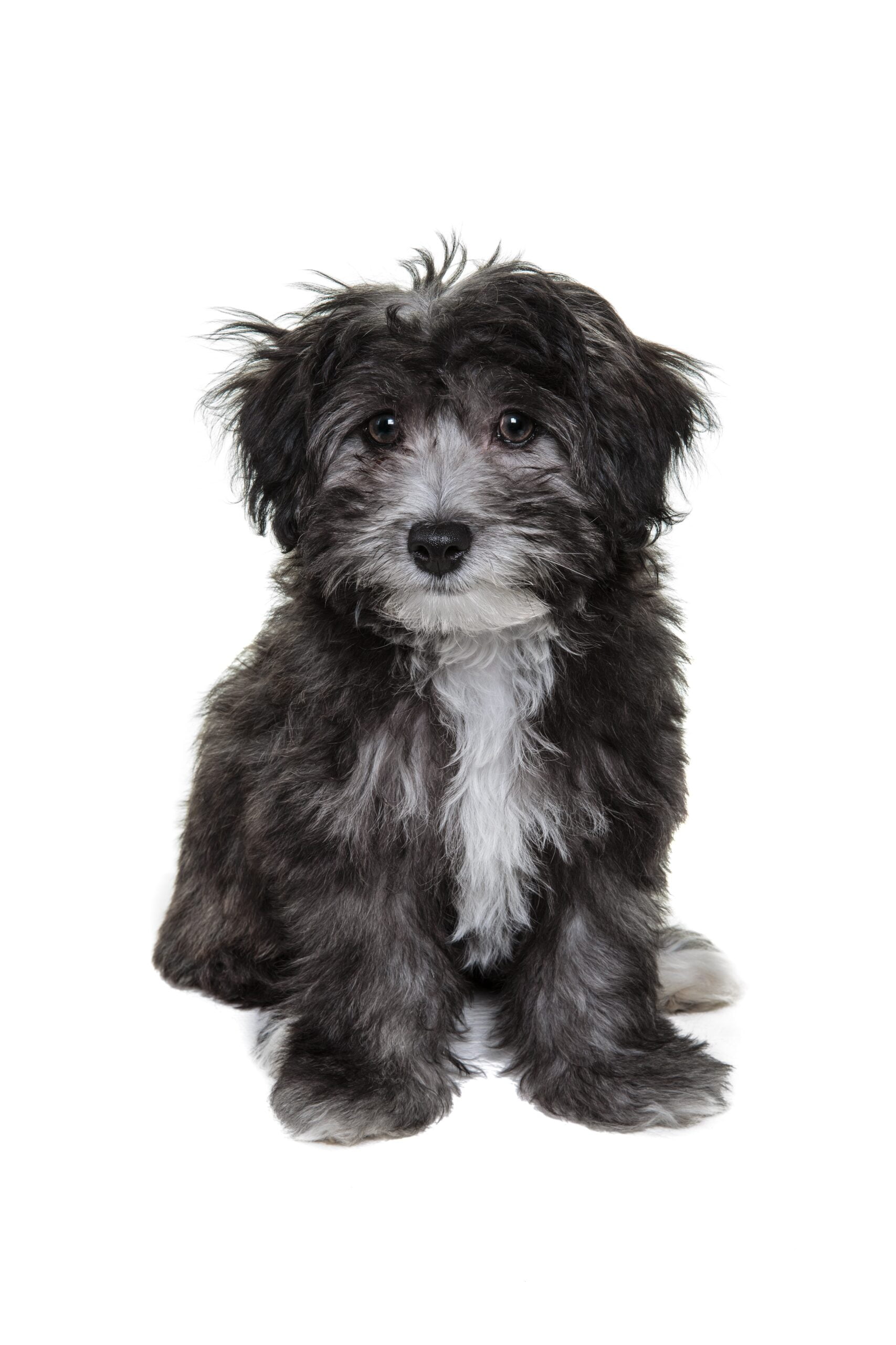 foto Perro de raza Papipoo