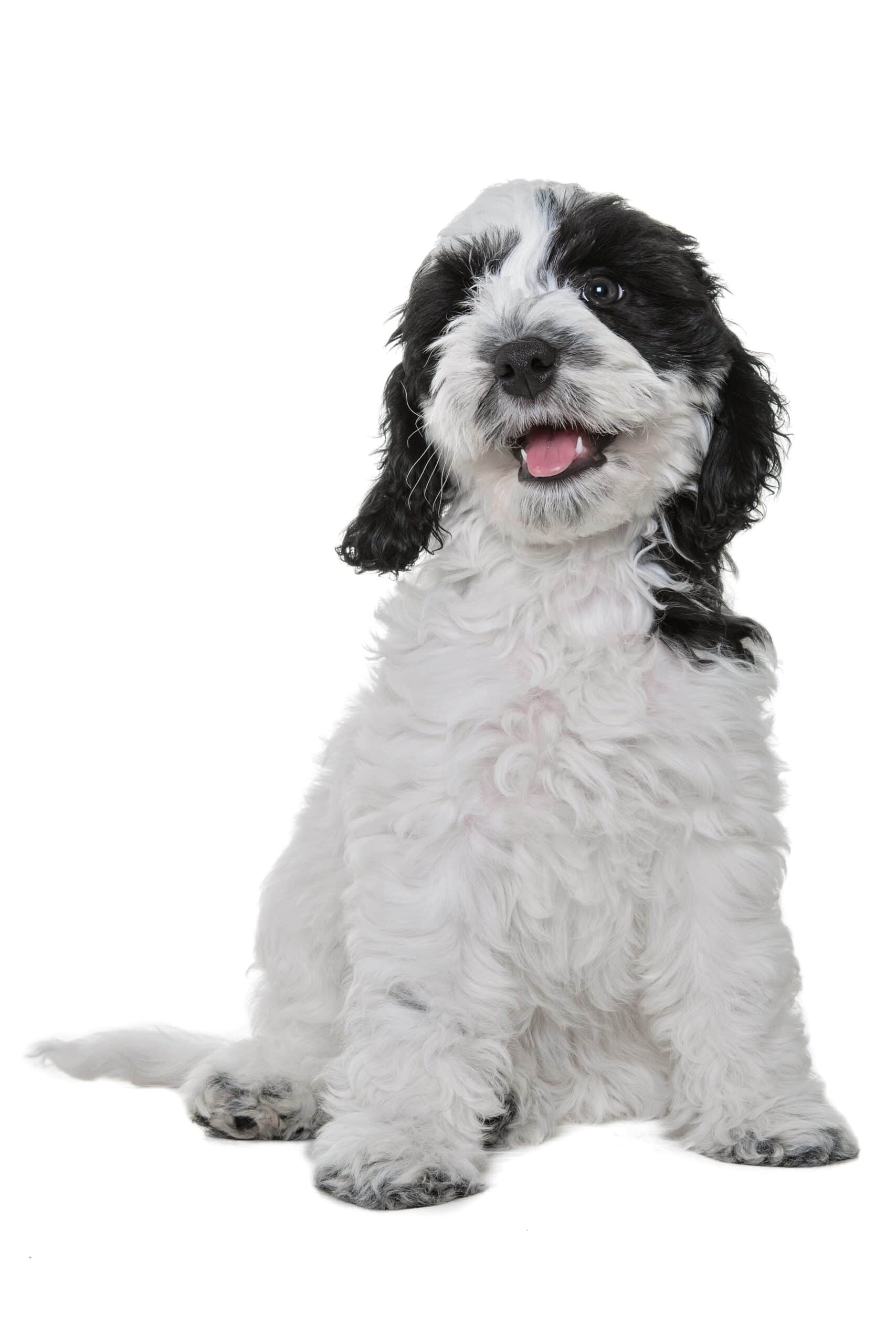 foto Perro de raza Papipoo