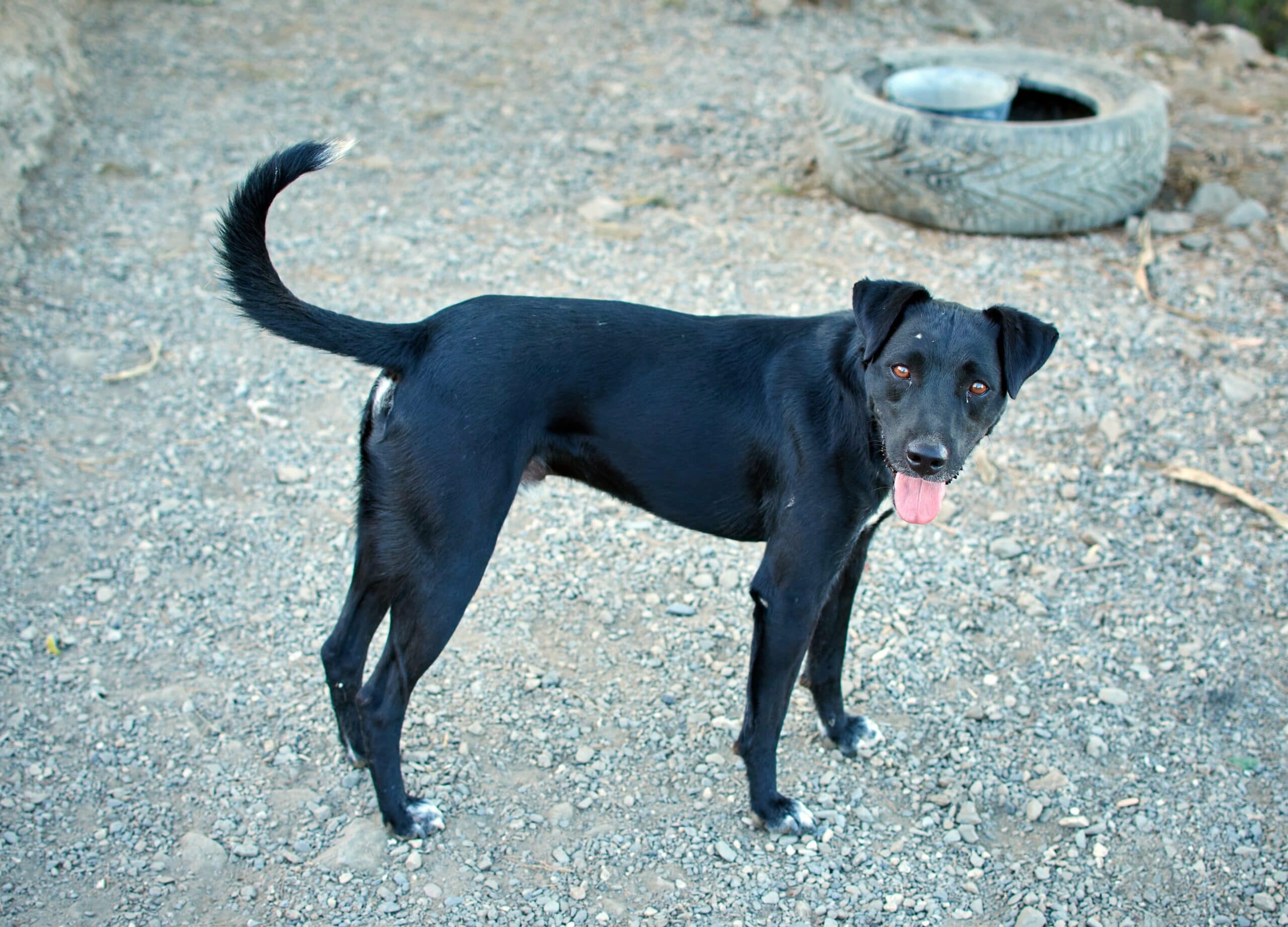 foto Perro Patterdale Terrier