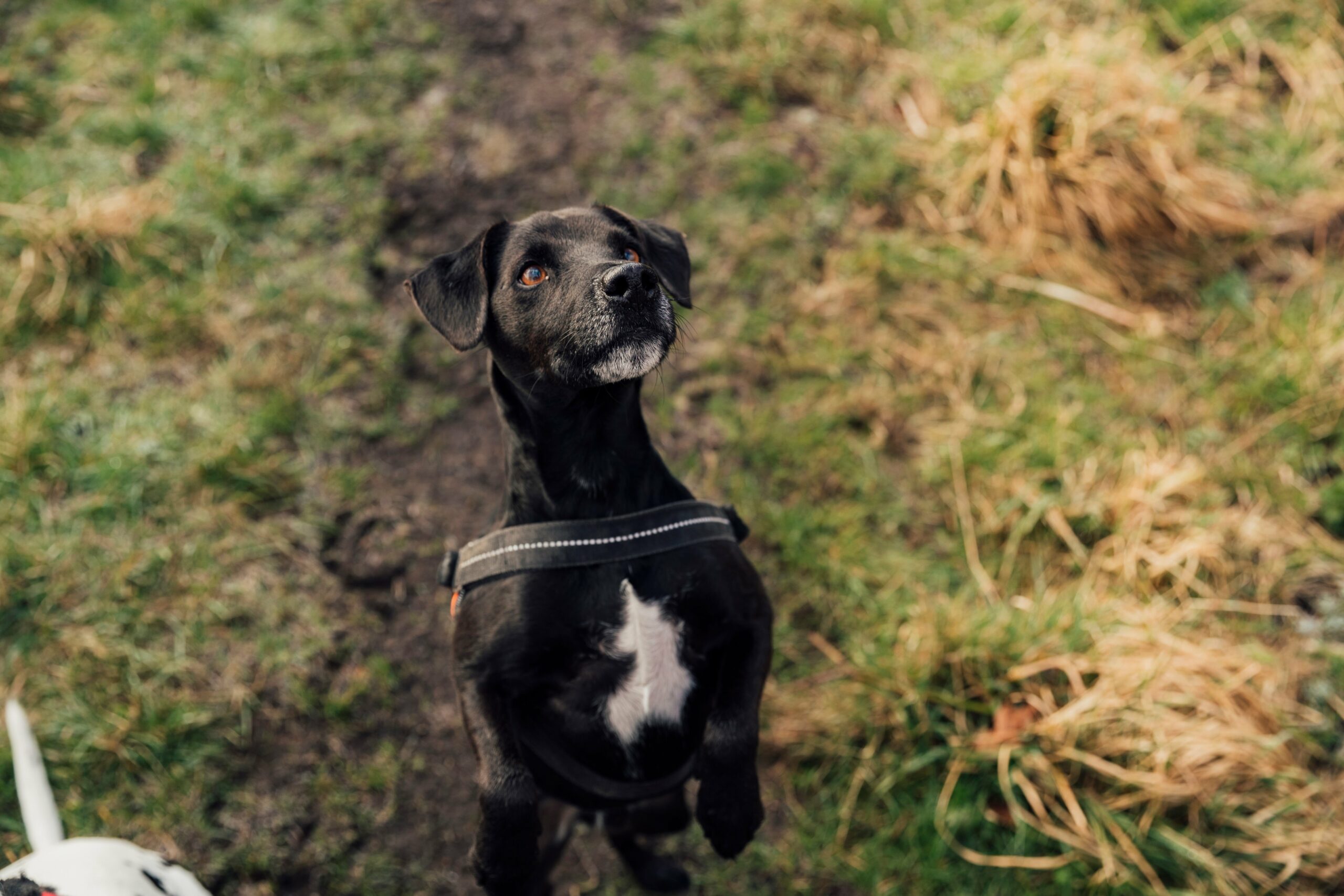 foto Perro Patterdale Terrier