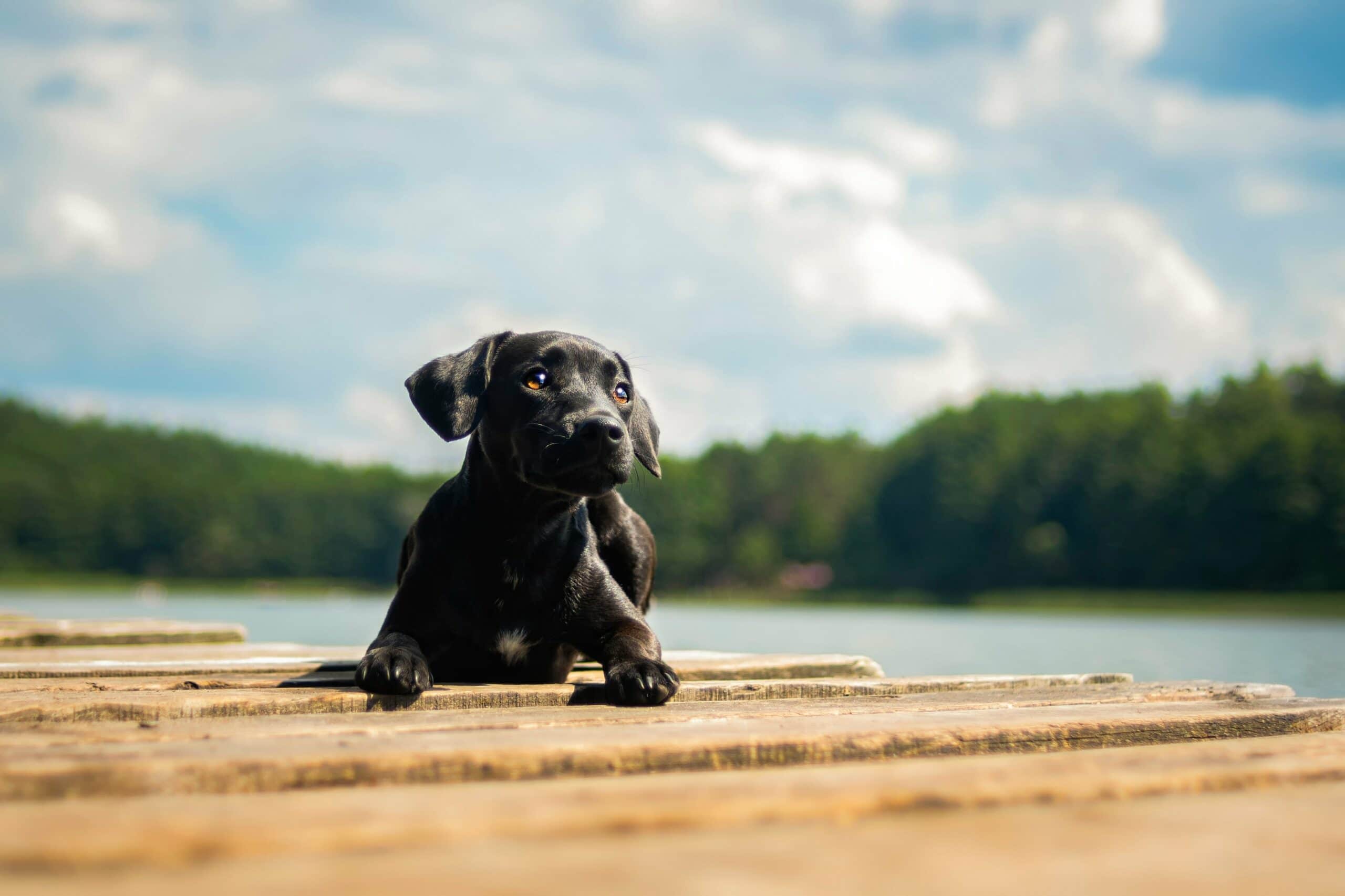 foto Perro Patterdale Terrier