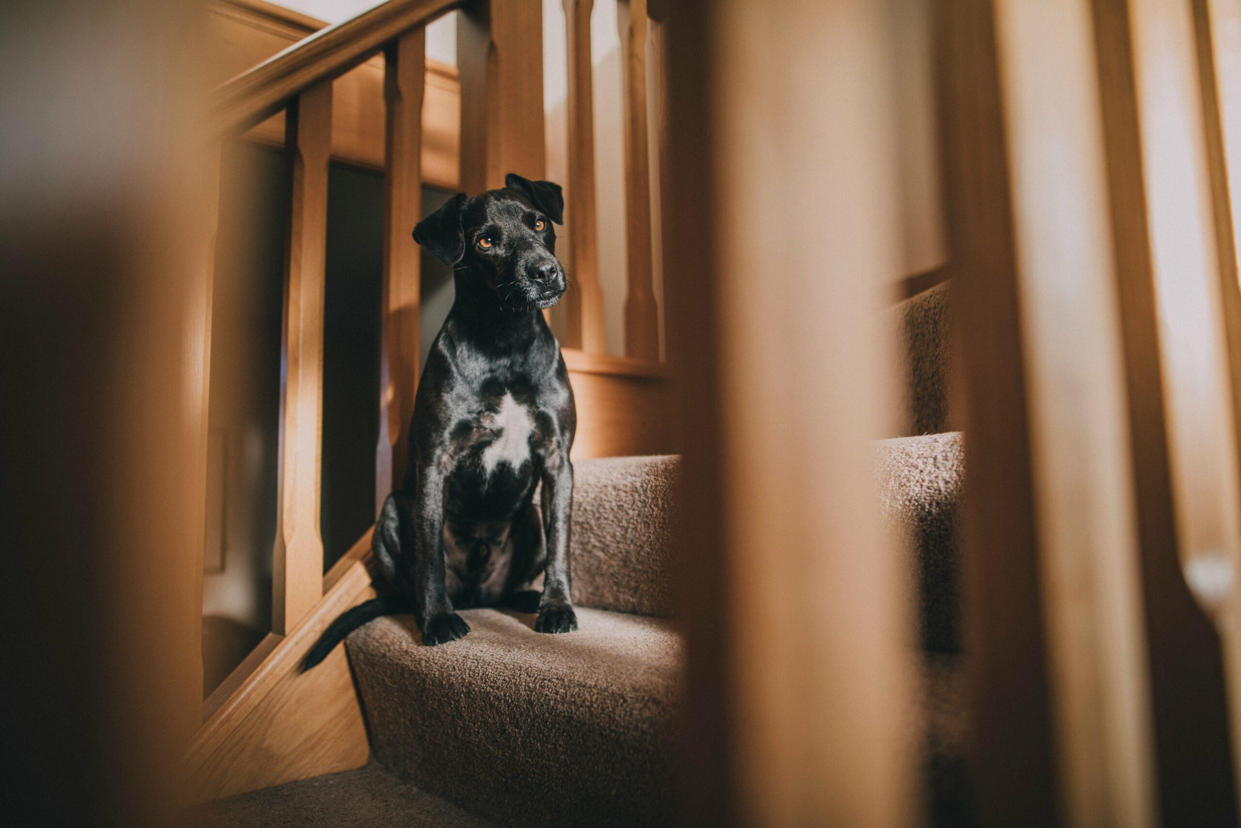 foto Perro Patterdale Terrier