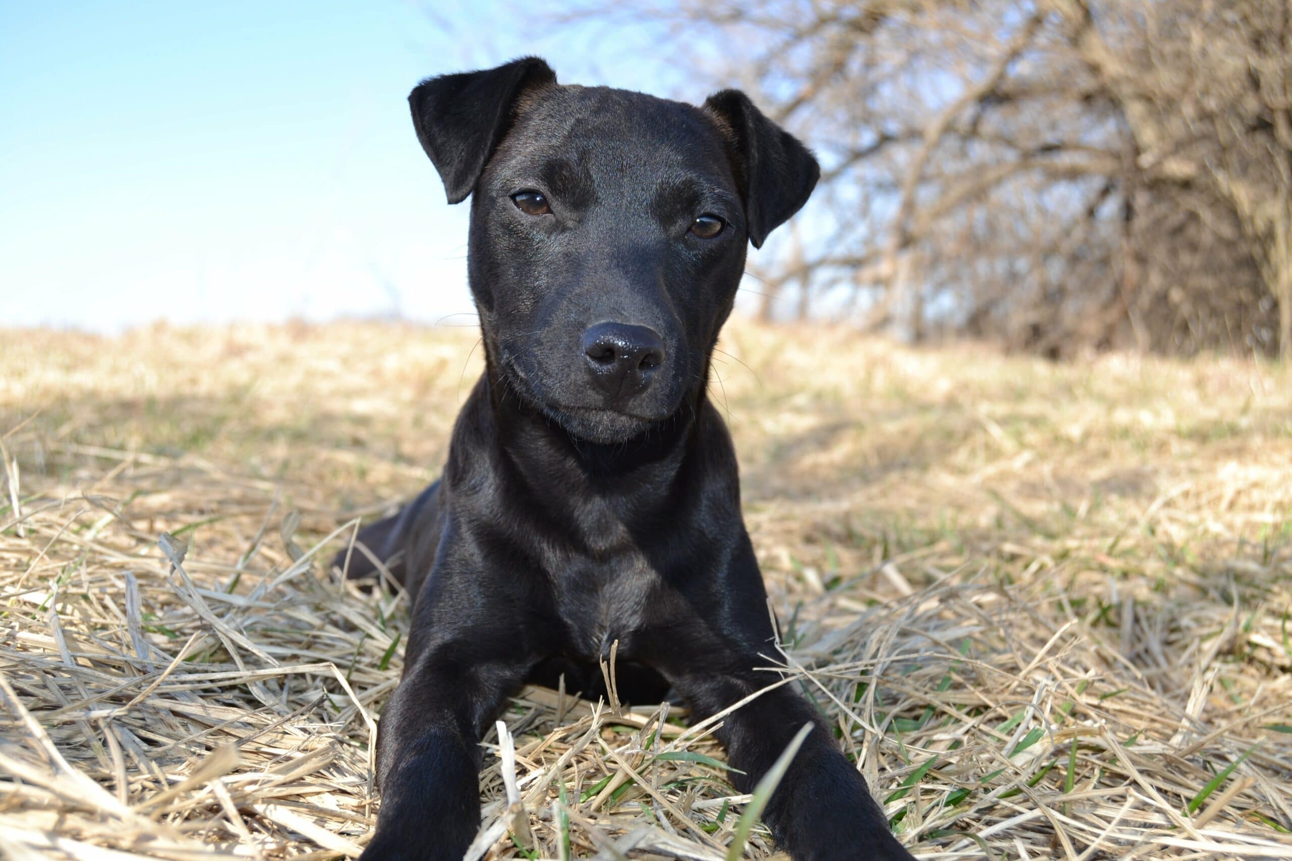 foto Perro Patterdale Terrier