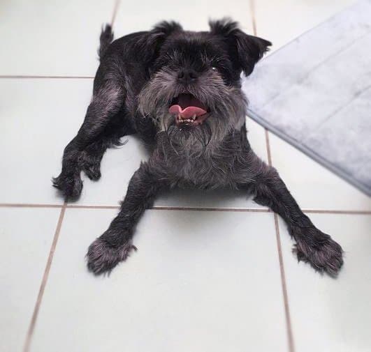 foto Perro Affenpinscher