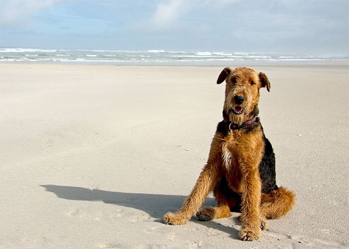 foto Perro Airedale Terrier