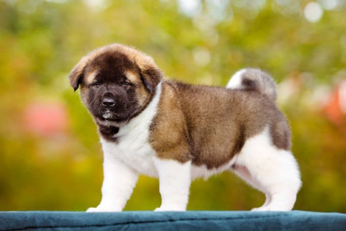 foto Perro Akita