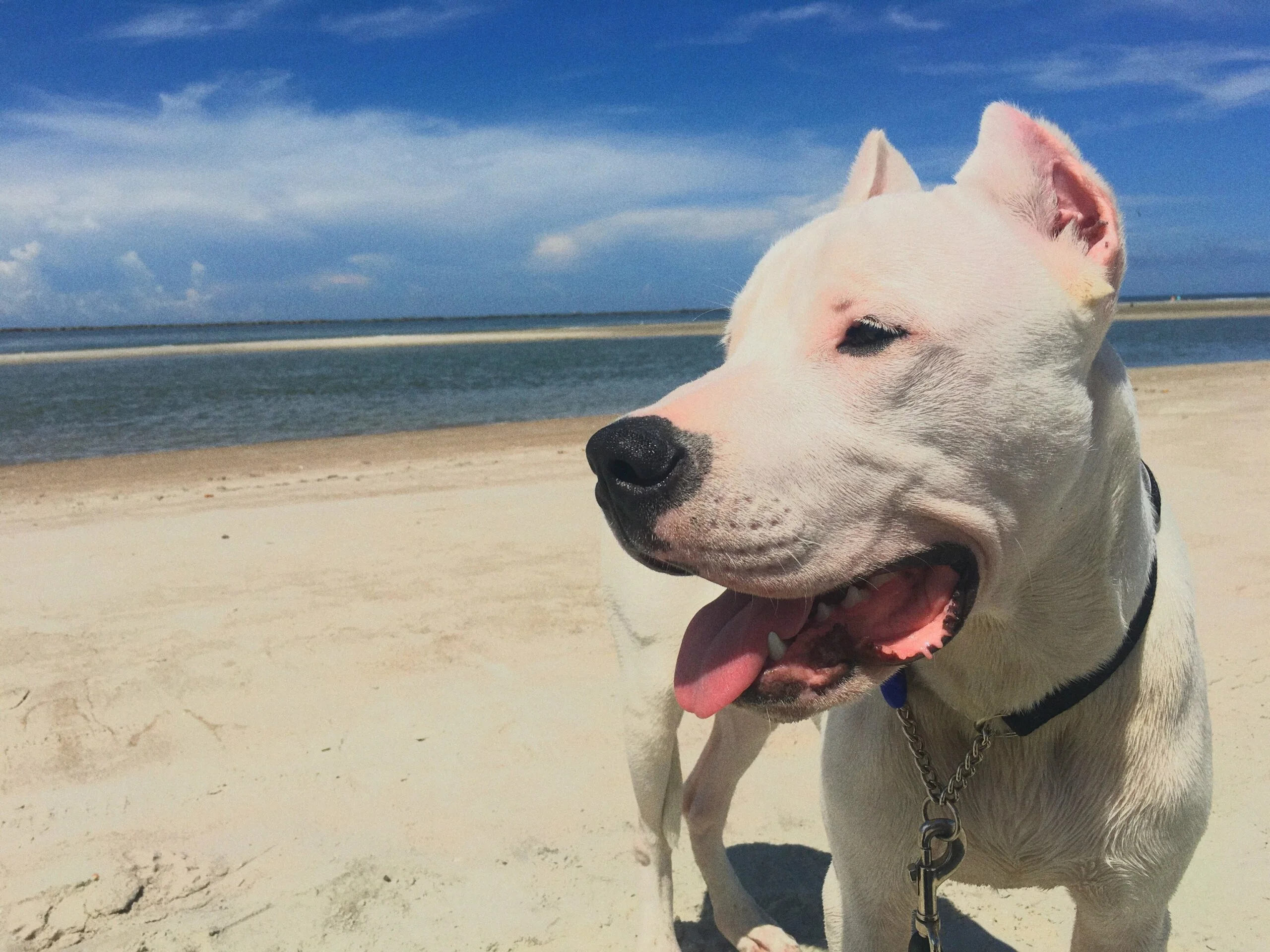 foto Perro Argentino