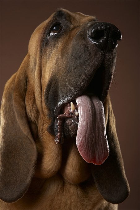 foto Perro Basset Hound