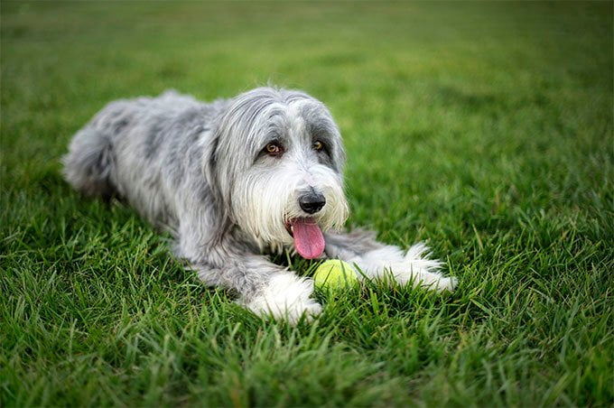 foto Perro Bearded Collie