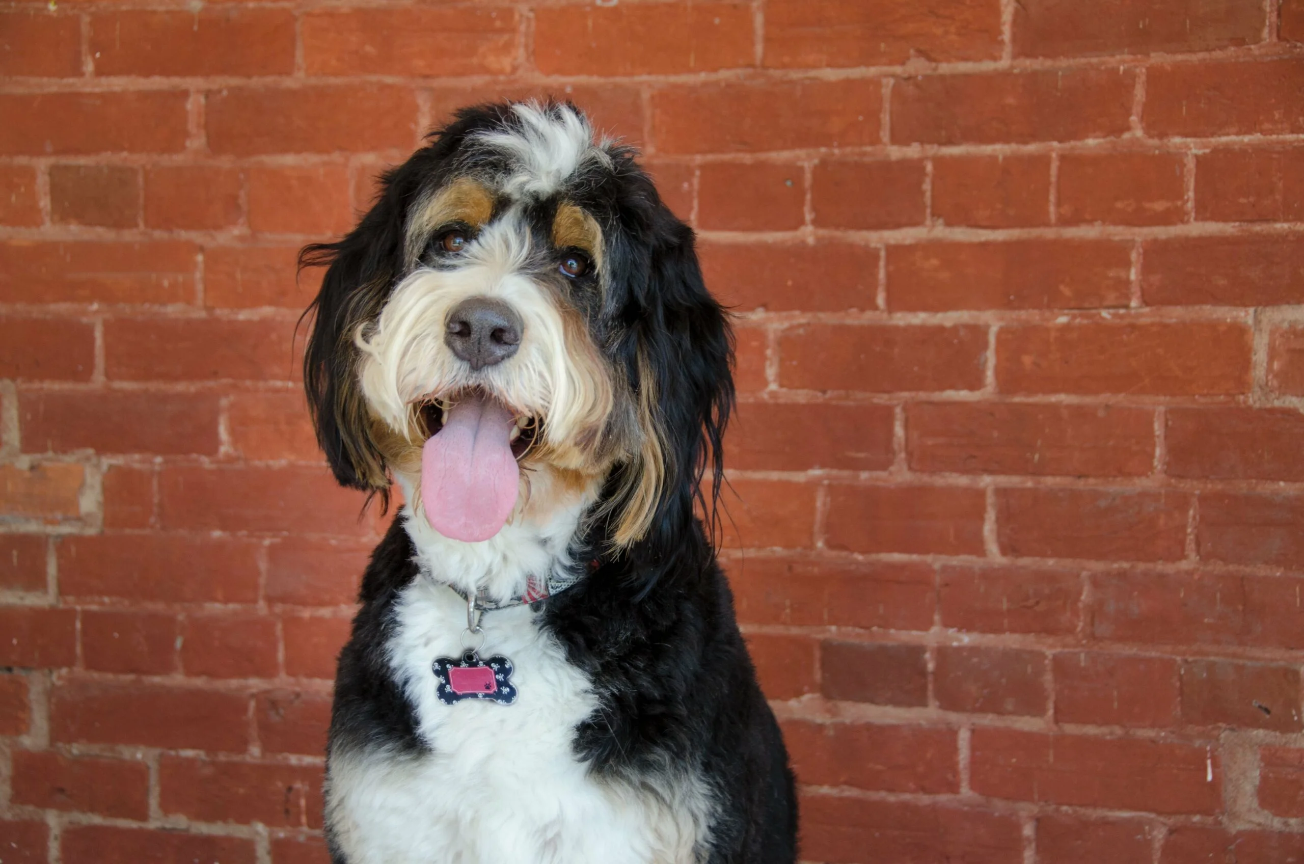 foto Perro Bernedoodle