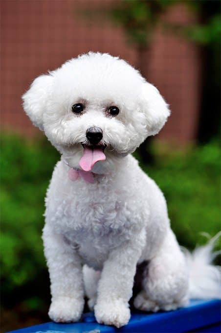 foto Perro Bichon Frise