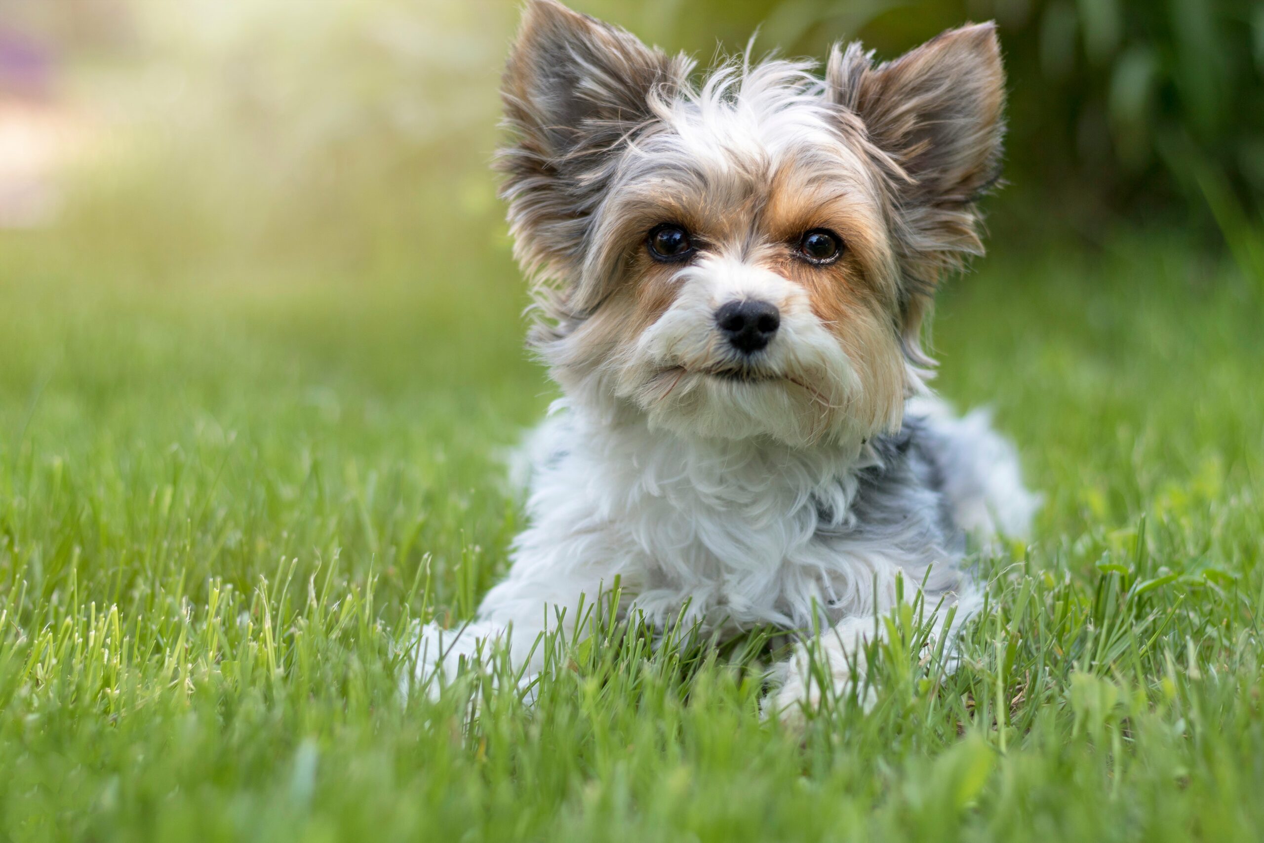foto Perro Biewer Terrier