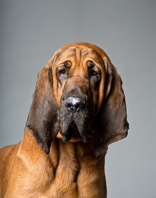 foto Perro Bloodhound