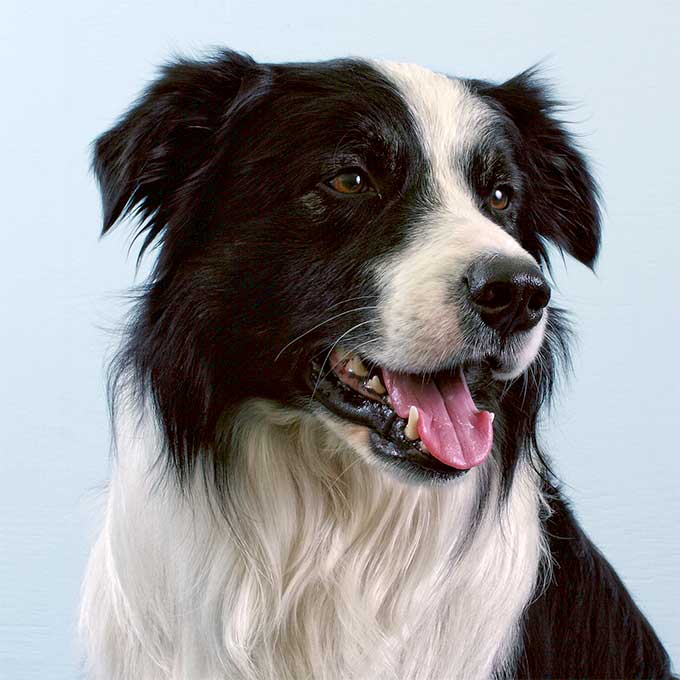 foto Perro Border Collie