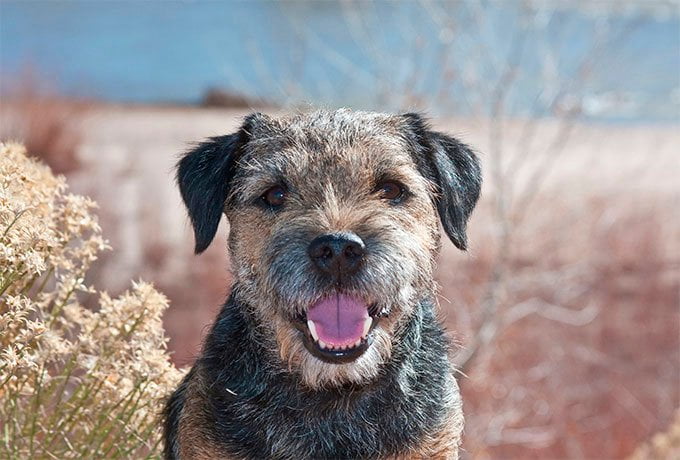 foto Perro Border Terrier