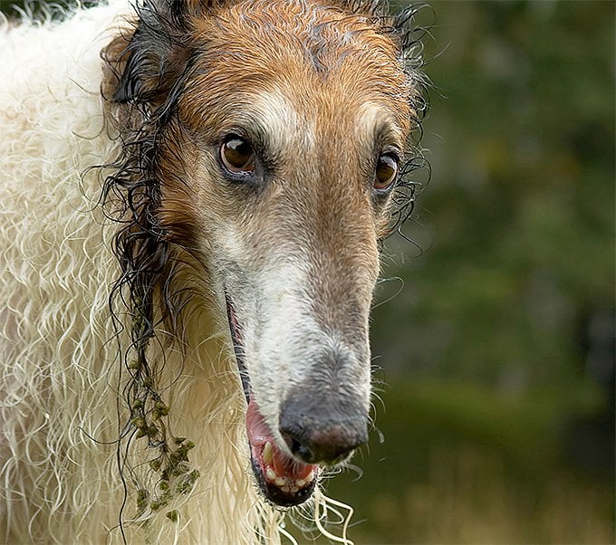 foto Perro Borzoi