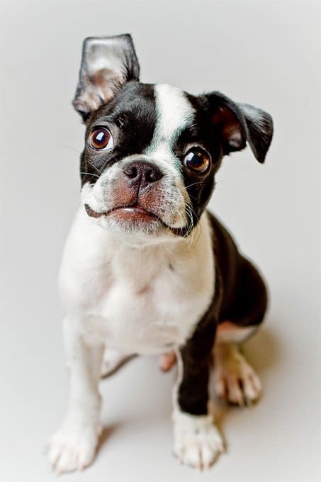 foto Perro Boston Terrier