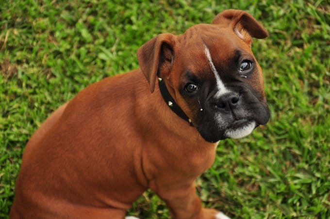 foto Perro Boxer