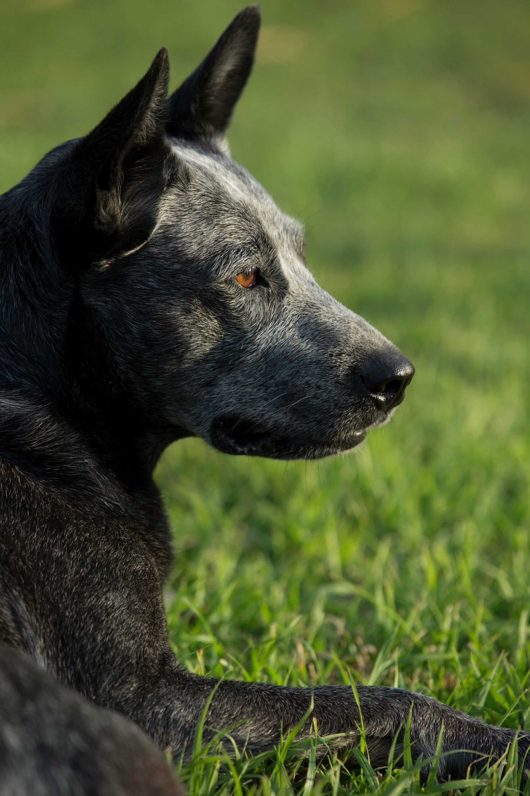 foto Perro Boyero Australiano de Cola Gruesa