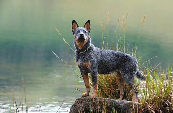 foto Perro Boyero Australiano