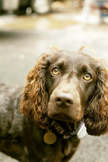 foto Perro Boykin Spaniel