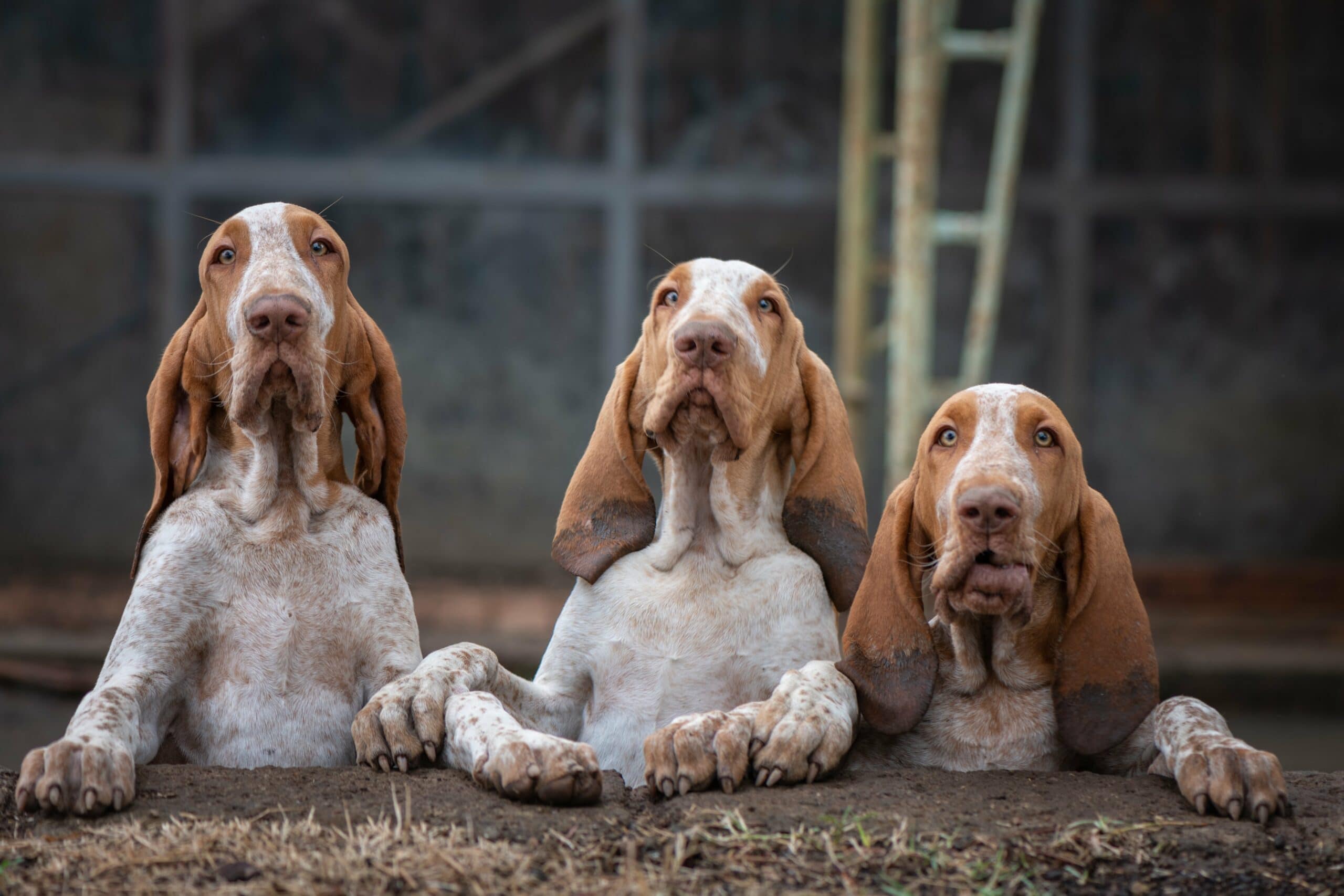 foto Perro Bracco Italiano
