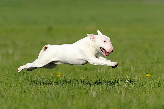 Perro Bull Terrier