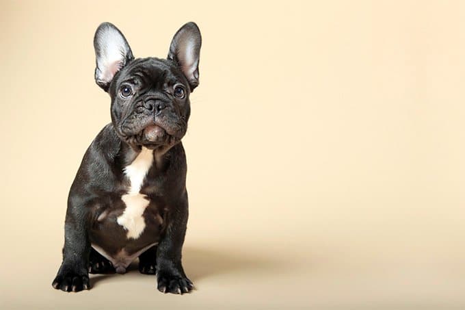 foto Perro Bulldog Francés