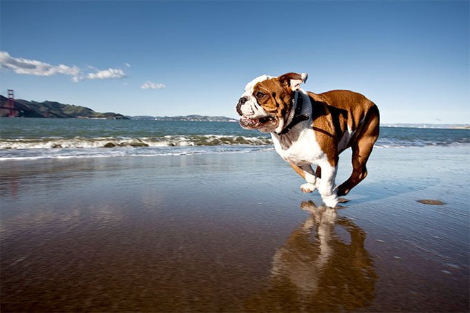 foto Perro Bulldog