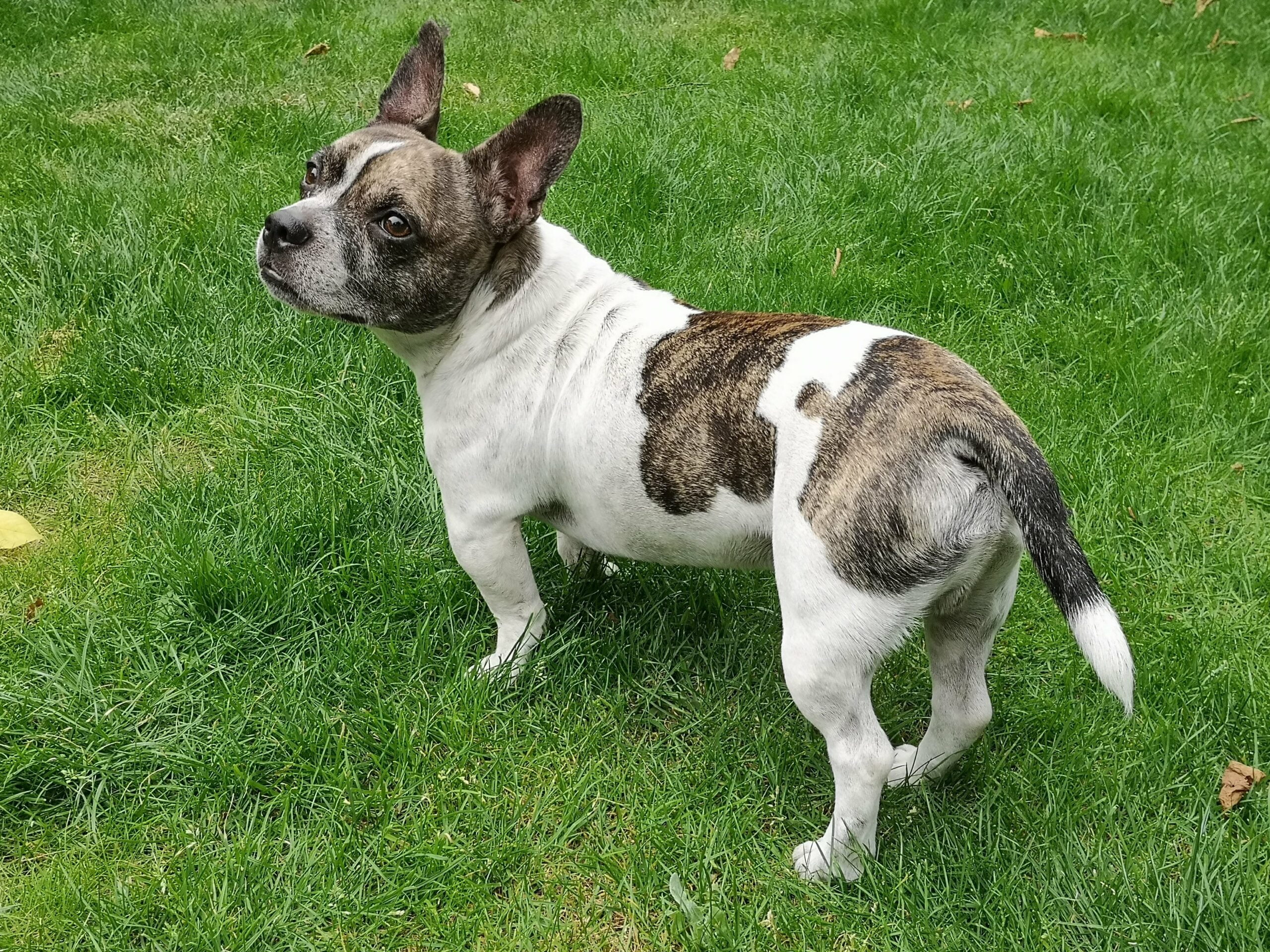 foto Perro Bullhuahua Francés Mixto