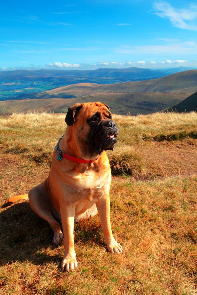 foto Perro Bullmastiff