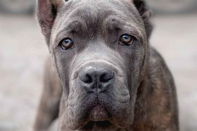 foto Perro Cane Corso