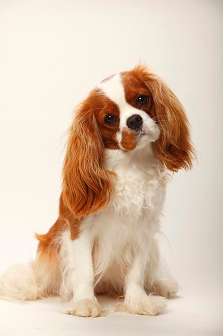 foto Perro Cavalier King Charles Spaniel